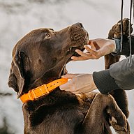 HP&G Hundehalsband 19mm Orange Versandkostenfrei 510860