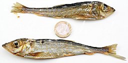 200g LODDE ! getrockneter Fisch 0,2kg Trockenfsich für Hunde & Katzen | Mallotus villosus > Welpe +