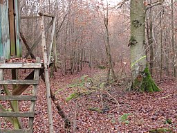 Drückjagd in Nord Hessen
