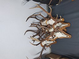 Hirsch Trophäen