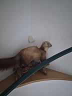 Trophäe