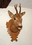 schön präparierter Rehkopf auf Holzschild