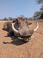 Voucher for hunting Safari in Namibia