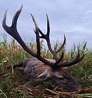 JAGD IN RUMÄNIEN auf Hirsch, Schaufler, Bock, Sauen & Co.