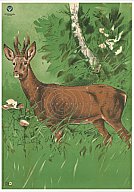 1 Stück - DJV Scheibe Nr. 1 REHBOCK 100m (86x122cm) Jagdkurs, Jägerprüfung, Wildscheibe, Zielscheibe