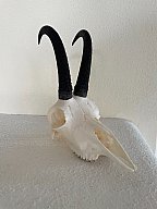 Gamskrucke aus letzter Jagdsaison