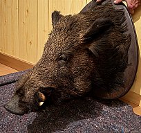 Historischer Wildschwein-/Keilerkopf – Jagdtrophäe aus Frankreich