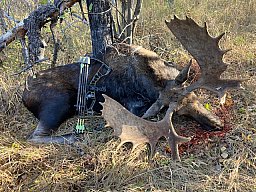 Für Bogen- & Gewehrjäger: Jagd auf Elche auf Farmland in Alberta