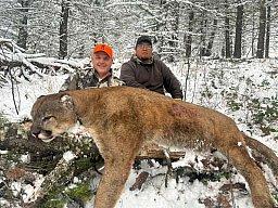Puma-Jagd in Montana/USA