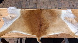 1 x Moorantilope (Backskin) zu verkaufen (neu)