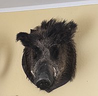 Kopf vom Wildschwein
