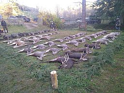 Drückjagden in Tschechien