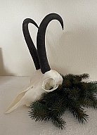 Gamskrucke aus letzter Jagdsaison
