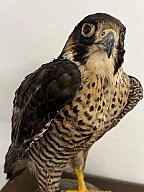 Wanderfalke Präparat mit Zertifikat