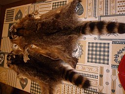 2 Winter Waschbärbälge
