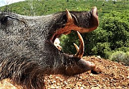 JAGD AUF KAPITALE KEILER TÜRKEI 2026