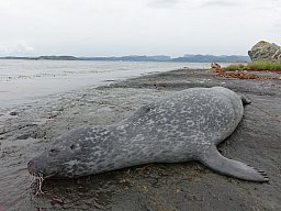 Robbenjagd in Norwegen