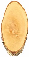 Trophäenbrett BIRKE natur ca. 42-45cm x 22cm Hirschschild Rotwild Hirsch Damwild Rothirsch Geweih