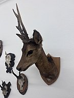Präparate Sammlung