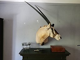 Starker Oryxbulle aus Südafrika