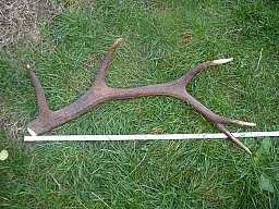 Rothirsch,Abwurfstange