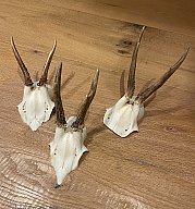 3 Rehgeweihe